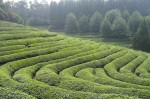 herbata-plantacja-pixab-Easy-Resize.jpg1.jpg